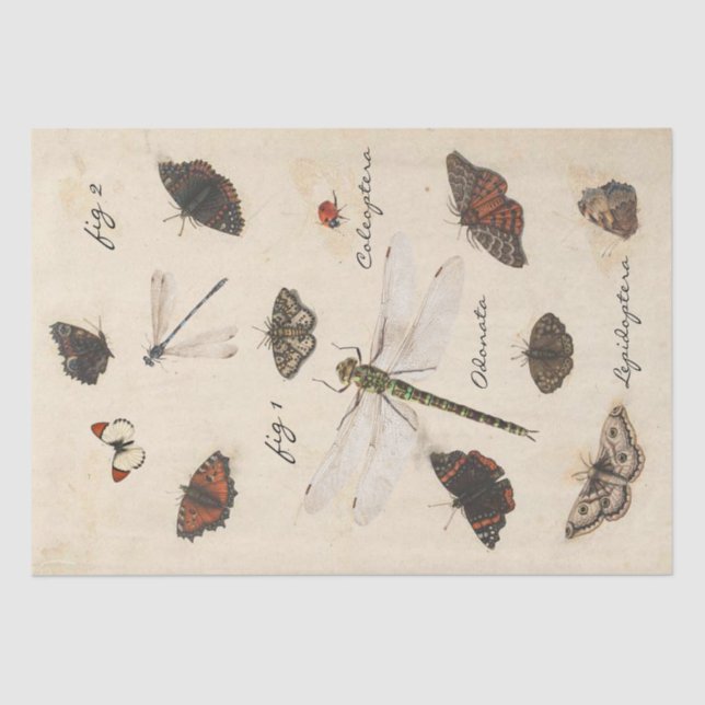 Butterfly Moth Dragonfly Ladybug Insect Parchment  Tissue Paper (Front)