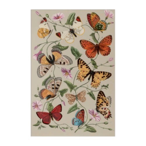 Butterfly Moth Nature Collection Drawing Acrylic Print