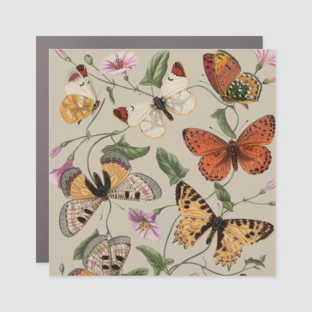 Butterfly Moth Nature Collection Drawing Car Magnet (Front)