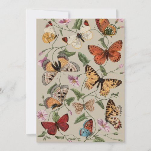 Butterfly Moth Nature Collection Drawing Holiday Card