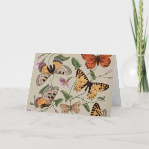 Butterfly Moth Nature Collection Drawing Letterpress Thank You Card
