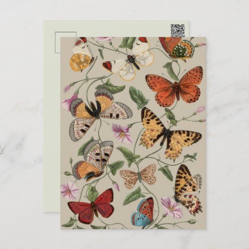 Butterfly Moth Nature Collection Drawing Postcard