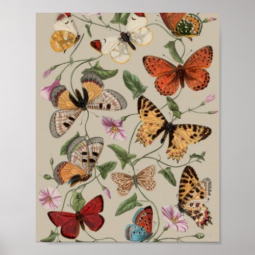 Butterfly Moth Nature Collection Drawing Poster