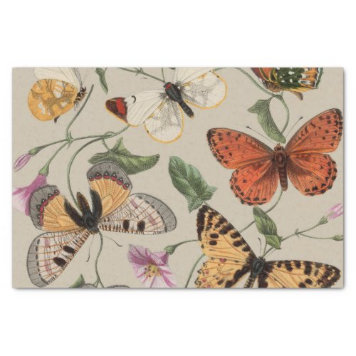 Butterfly Moth Nature Collection Drawing Tissue Paper