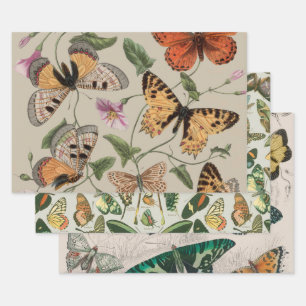 Butterfly Moth Nature Collection Drawing Wrapping Paper Sheets