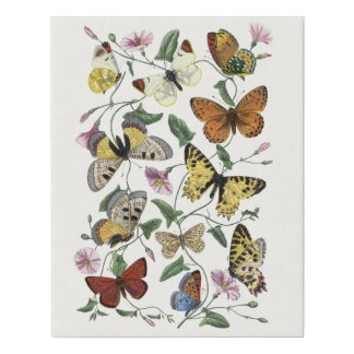 Butterfly & Moth Vintage Print, Paul Gervais 1842 Faux Canvas Print