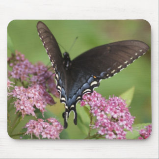 butterfly mouse pad