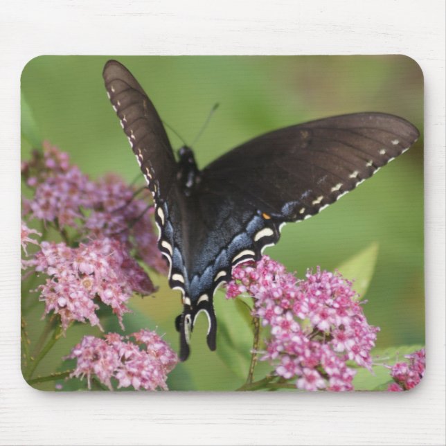 butterfly mouse pad (Front)