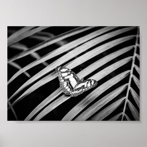 Butterfly Nature Insects Black and White Exotic Poster