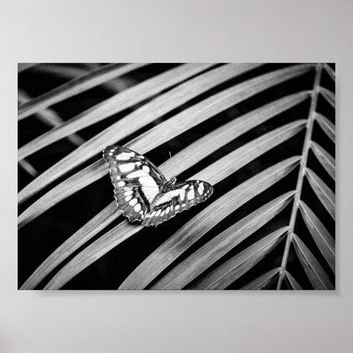 Butterfly Nature Insects Black and White Poster