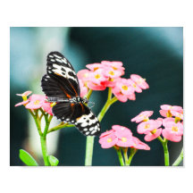 Butterfly Nature Insects Pink Flowers
