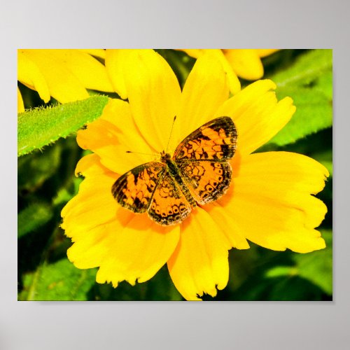 Butterfly Nature Insects Poster