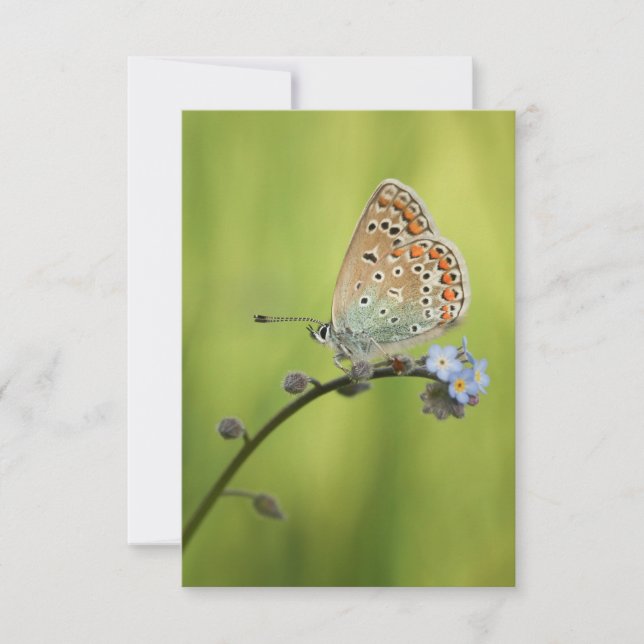 Butterfly Nature Photo Card (Front)