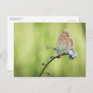 Butterfly Nature Photo
