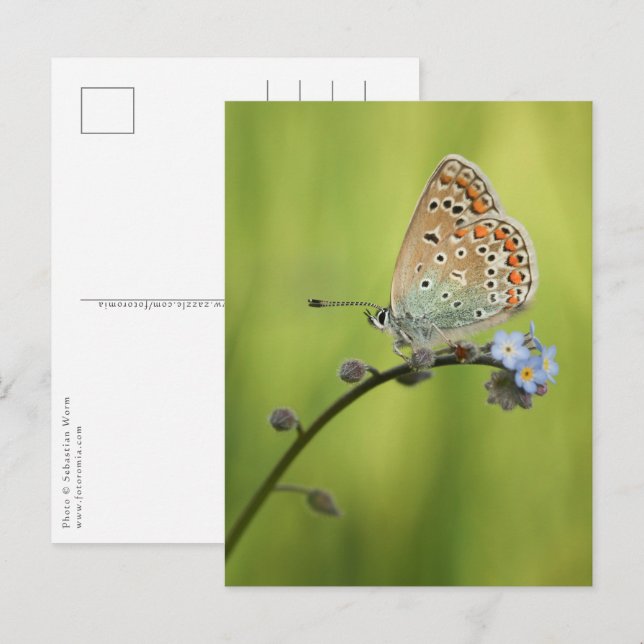 Butterfly Nature Photo Postcard (Front/Back)