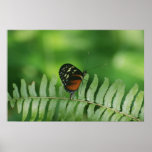 Butterfly Nature Poster