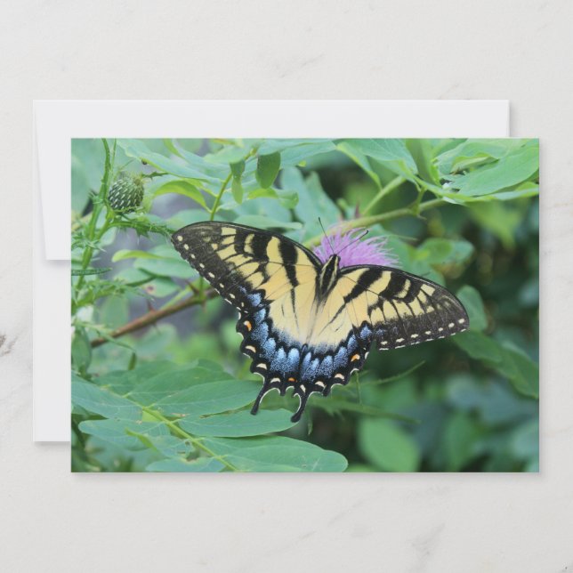 Butterfly Note Card (Front)