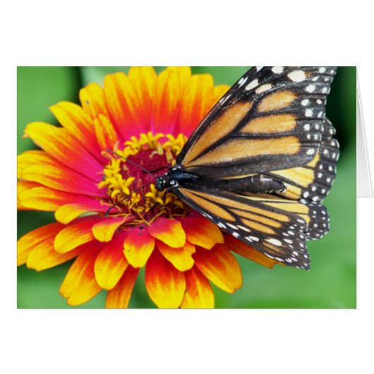 Butterfly on a Flower Cards (Front Horizontal)