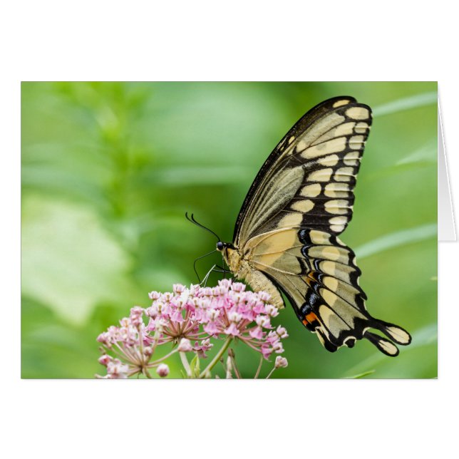 Butterfly On A Flower Cards (Front Horizontal)
