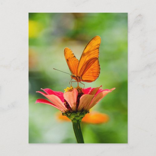 Butterfly on a Flower Postcard