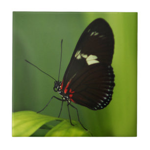 Butterfly on a Green Leaf with Black and Red Wings Ceramic Tile