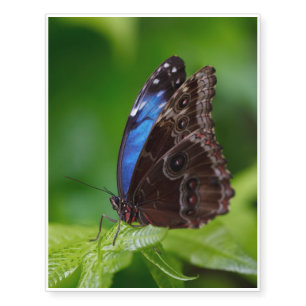 Butterfly on a leaf macro temporary tattoos