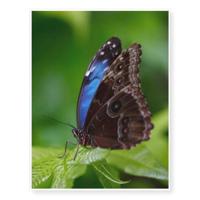Butterfly on a leaf macro temporary tattoos (Front)