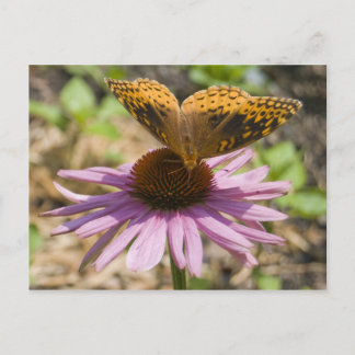 Butterfly on a Purple Coneflower Postcard