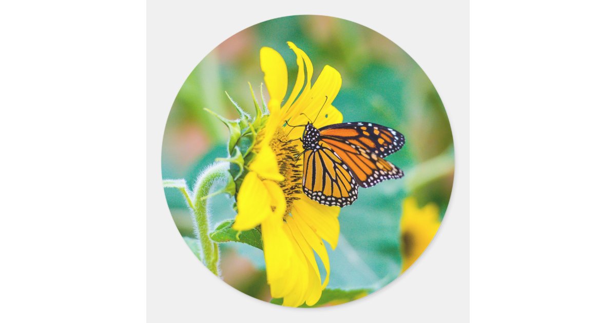 Download Butterfly on a Sunflower Classic Round Sticker | Zazzle.com