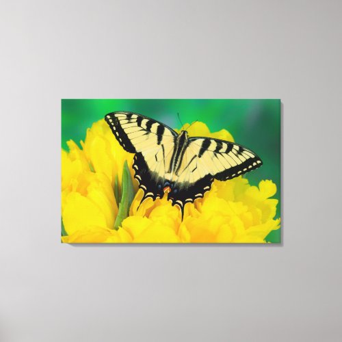 Butterfly on a Yellow Flower Canvas Print