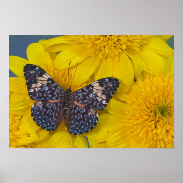 Butterfly on a Yellow Flower Poster (Front)