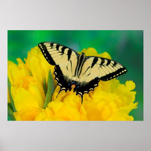 Butterfly on a Yellow Flower Poster