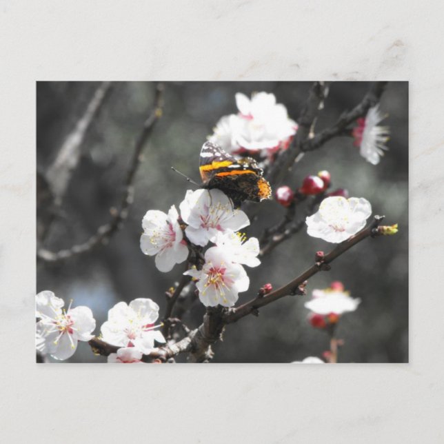 Butterfly on an Almond Blossom Tree Postcard (Front)