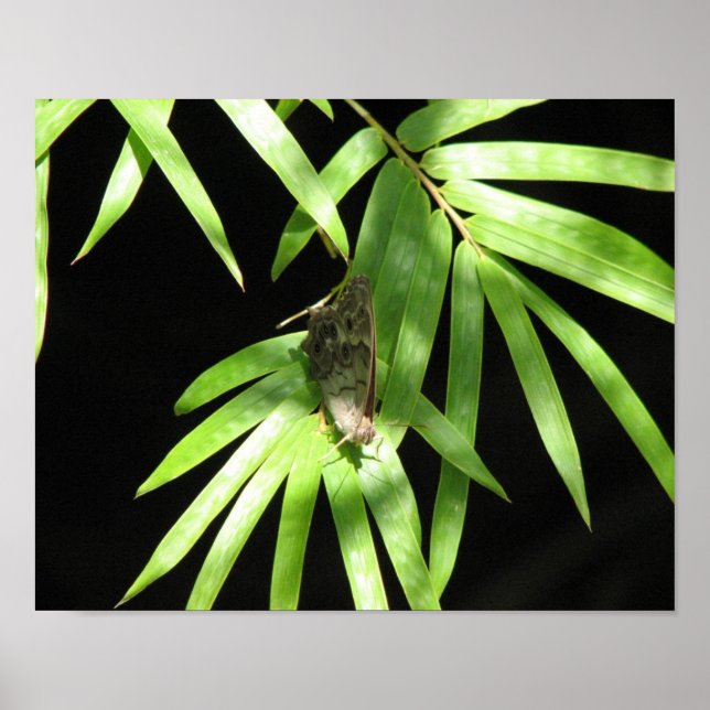 Butterfly on Bamboo Poster (Front)