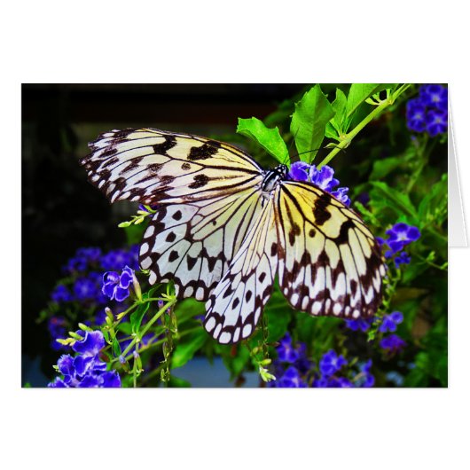 Butterfly on Blue Flowers (Front Horizontal)