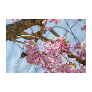 Butterfly on cherry blossom branches Acrylic Art