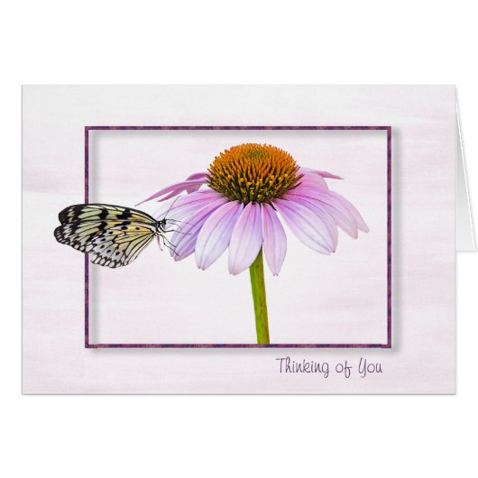Butterfly on Cone Flower (Front Horizontal)