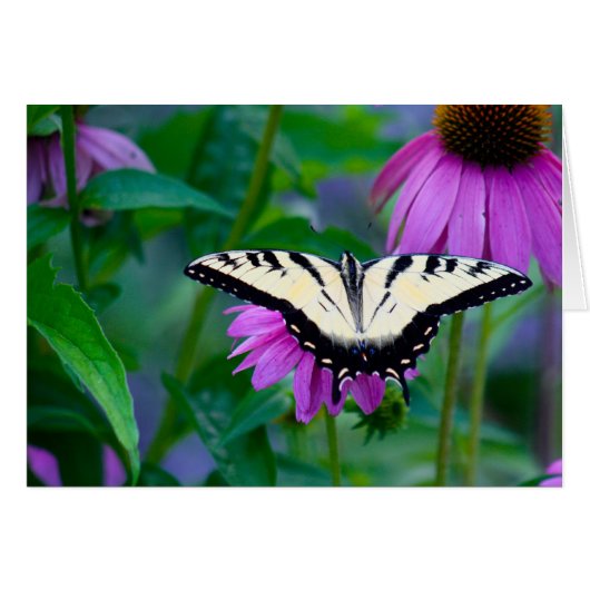 Butterfly on Coneflower (Front Horizontal)