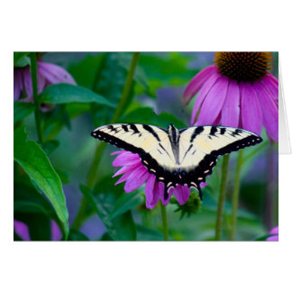 Butterfly on Coneflower Cards