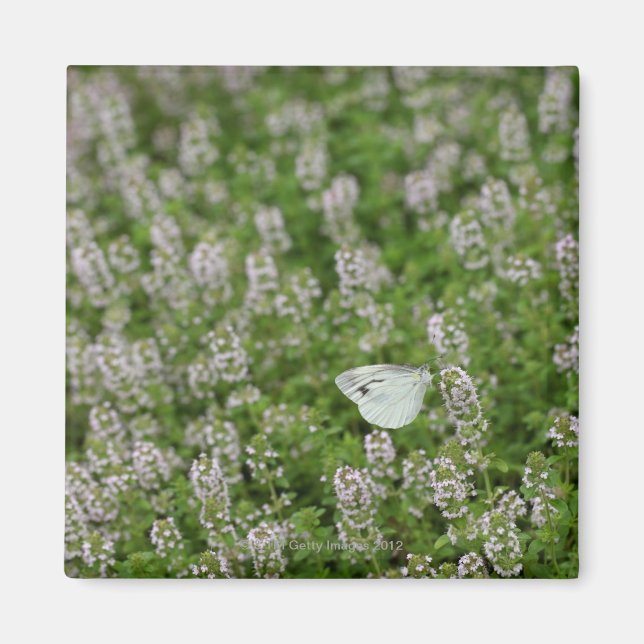 Butterfly on Creeping Thyme Magnet (Front)