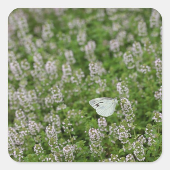 Butterfly on Creeping Thyme Square Sticker (Front)