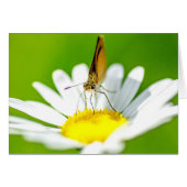 Butterfly on Daisy (Front Horizontal)
