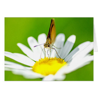 Butterfly on Daisy Cards
