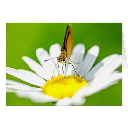 Butterfly on Daisy Cards (Front Horizontal)