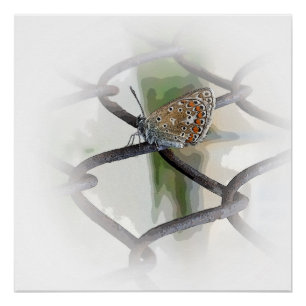 butterfly on fence poster