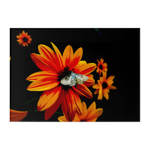 Butterfly on Fiery Orange Flower Bold Acrylic Art