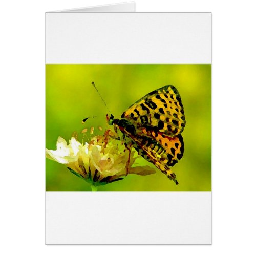 Butterfly on Flower