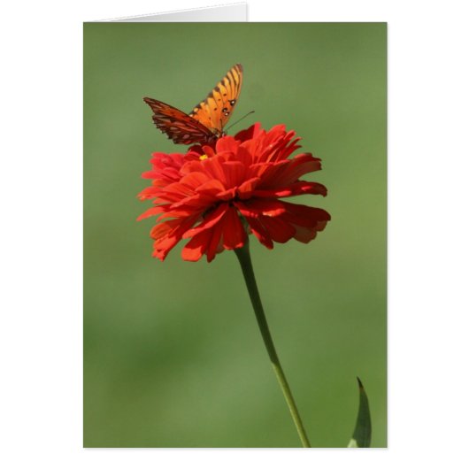 Butterfly on flower cards (Front)