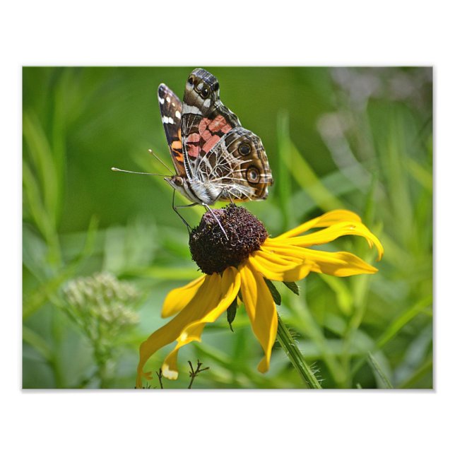 Butterfly On Flower Photo Print (Front)