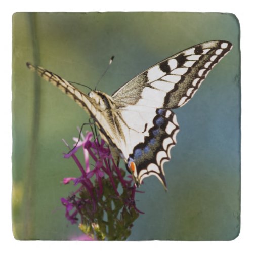 butterfly on flower  trivet